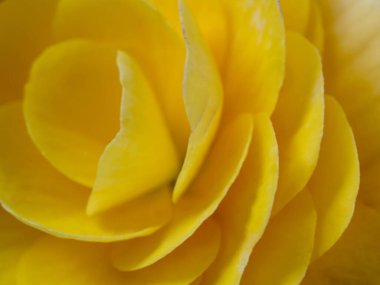 Bir buket ortanca çiçeğinin yakın plan fotoğrafı.