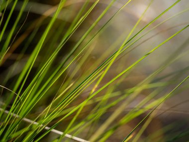 Yol boyunca uzun çim yaprakları büyür.