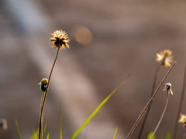 Close-up the seed of a Tridax Daisy flower when withering