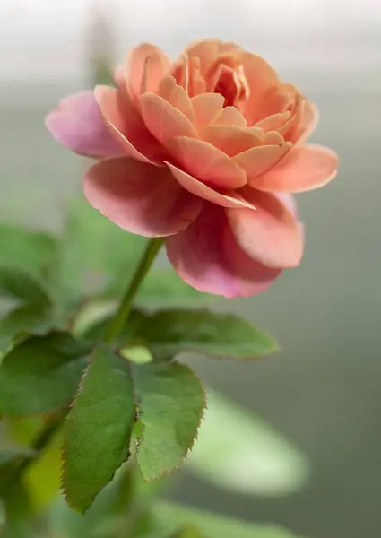 stock image Shape and colors of Distant drums roses that bloom in the garden