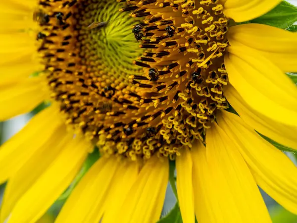 Detailní Pyl Žluté Okvětní Lístky Slunečnic Hmyzu — Stock fotografie