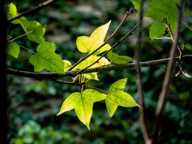 Akçaağaç yapraklı Acer buergerianum