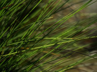 Yol boyunca uzun çim yaprakları büyür.