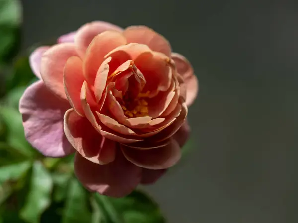 在花园里盛开的遥远的圆筒玫瑰的形状和颜色 — 图库照片
