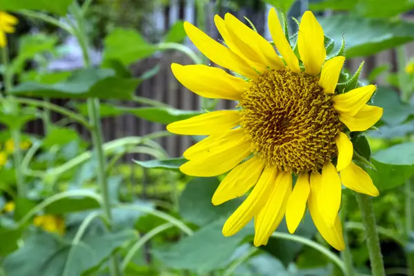 向日葵和小昆虫的特写花粉和黄色花瓣 — 图库照片