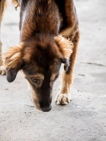 Pis yüzlü, bitkin ve yorgun bir sokak köpeği.