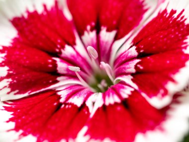 Dianthus çiçeğinin erkek organlarının ve taç yapraklarının yakın plan fotoğrafı