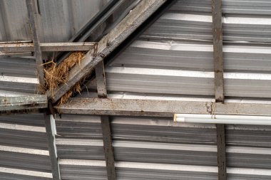 Serçe yuvasının dağınık otları çatının çelik yapısının oyuğunda.