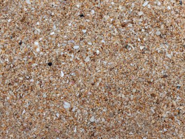 Kum çakılları ve kumsalda kırılan kabuklardan oluşan küçük parçalar.