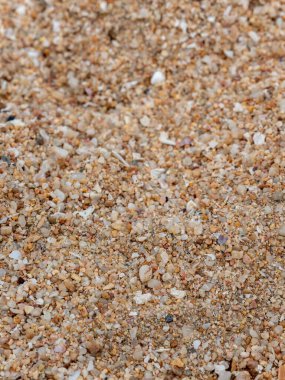Kum çakılları ve kumsalda kırılan kabuklardan oluşan küçük parçalar.