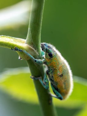 Bahçede bir yeşil buğday biti böceği var.