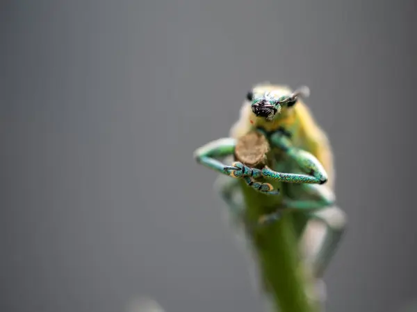 stock image Close-up Green Weevil insect in the garden