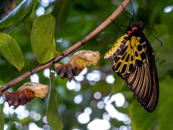 stock image A golden birdwing butterfly has just emerged from her chrysalis