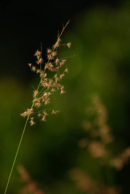 Flower of Natal redtop ruby grass in the grassland at the countryside clipart