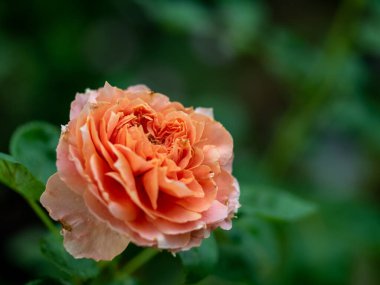 Tropik iklimlerde çiçek açan kusurlu güllerin şekli ve eski pembe renkleri