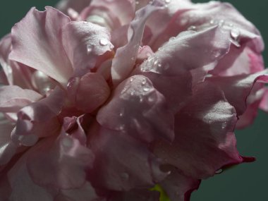 Yakın plan hassas Hirari gül yaprakları doğanın arka planı olarak