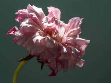 Bahçede açan Hirari güllerinin şekli ve renkleri