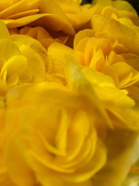 Bir buket ortanca çiçeğinin yakın plan fotoğrafı.