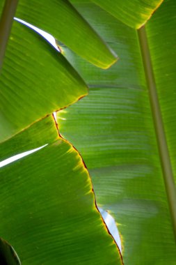 Arka plan olarak muz Yaprağı üzerinde yüzeyde doku