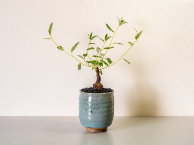 Croton yaprağının dolgun gövdesi Mini bonsai olarak seramik kabın içinde misore mallow