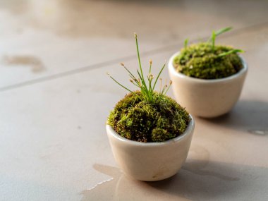 Seramik kapta yosun ve yosunlu taze eğreltiotu yaprakları.
