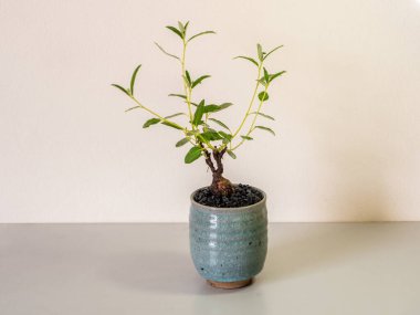 Croton yaprağının dolgun gövdesi Mini bonsai olarak seramik kabın içinde misore mallow