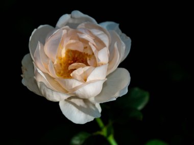 Bahçede açan Ambridge güllerinin şekli ve renkleri