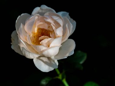 Bahçede açan Ambridge güllerinin şekli ve renkleri