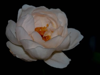 Bahçede açan Ambridge güllerinin şekli ve renkleri