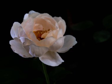 Bahçede çiçek açan Ambridge 'in şekli ve renkleri