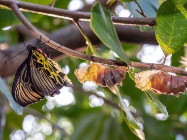 A golden birdwing butterfly has just emerged from her chrysalis clipart