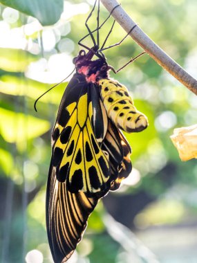 A golden birdwing butterfly has just emerged from her chrysalis clipart