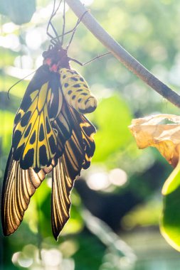Altın bir kuş kanadı kelebeği kozasından yeni çıktı.