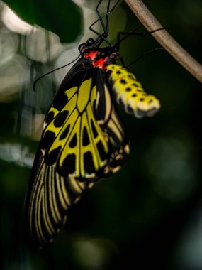 Altın bir kuş kanadı kelebeği kozasından yeni çıktı.