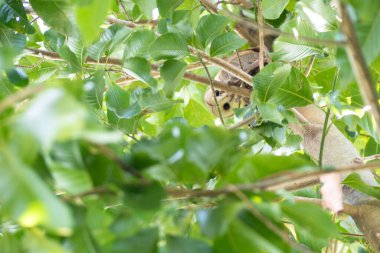 Ahır Baykuşu bir ağaçta avını yiyor.