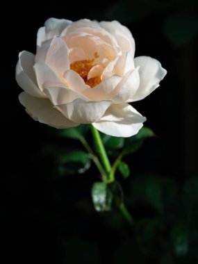 Bahçede açan Ambridge güllerinin şekli ve renkleri