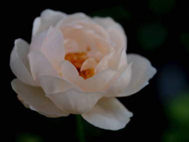 Bahçede açan Ambridge güllerinin şekli ve renkleri