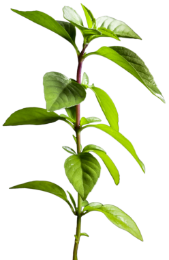 Şeffaf bir arka planda taze fesleğen, bitkiler ve besin malzemeleri.