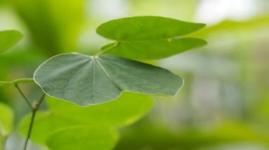 Rüzgarda sallanan beyaz orkide yaprakları