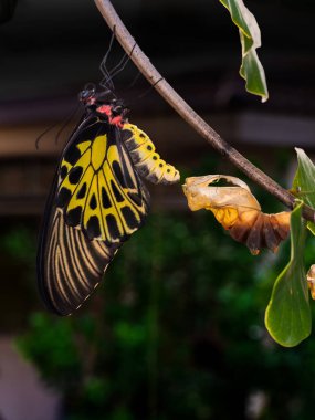 Altın bir kuş kanadı kelebeği kozasından yeni çıktı.