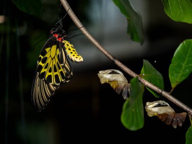 Altın bir kuş kanadı kelebeği kozasından yeni çıktı.
