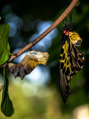 Altın bir kuş kanadı kelebeği kozasından yeni çıktı.