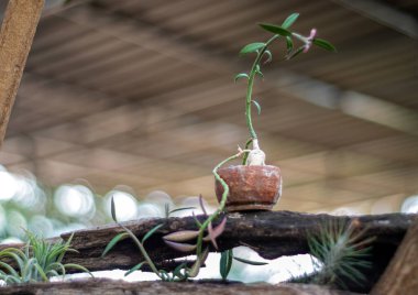 Bahçeyi süslemek için küçük saksılarda bitkiler.