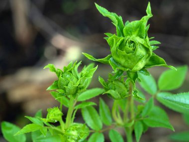 Bahçede çiçek açmaya başlayan Prenses Midori güllerinin şekli ve renkleri