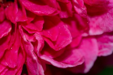 Bahçede açan Yuzen güllerinin şekli ve renkleri