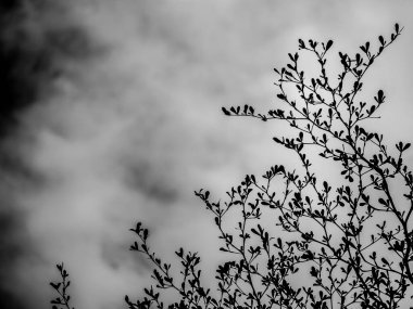 Dallar sallanıyor ve Fildişi Sahili bademinin küçük yaprakları, Kara Afara