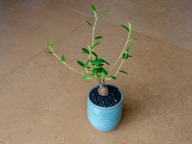 Croton yaprağının dolgun gövdesi Mini bonsai olarak seramik kabın içinde misore mallow