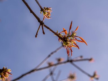 Bahar ağaçlarının kırmızı yaprakları ve açık mavi gökyüzü