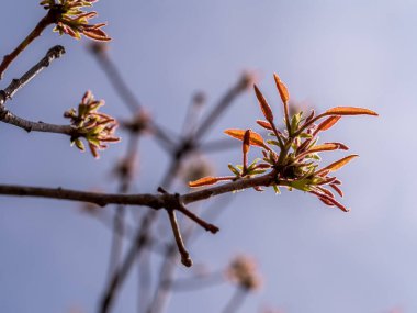 Bahar ağaçlarının kırmızı yaprakları ve açık mavi gökyüzü