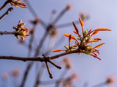 Bahar ağaçlarının kırmızı yaprakları ve açık mavi gökyüzü